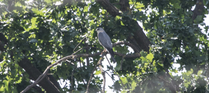 O nouă pasăre cuibăritoare în Moldova – Uliul cu picioare scurte (Accipiter brevipes)