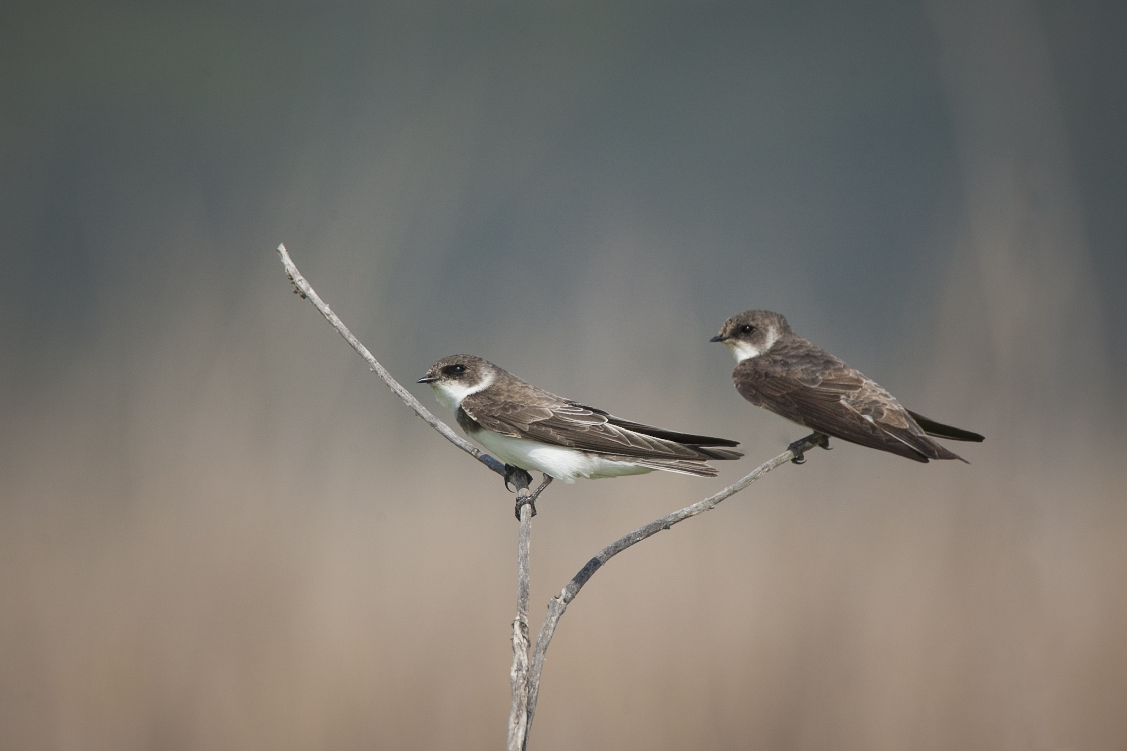 „Păsările – culorile naturii”: Cum se pregătesc păsările de migrație