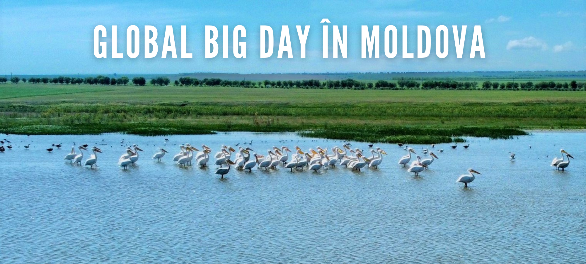O nouă ediție a Global Big Day în Moldova