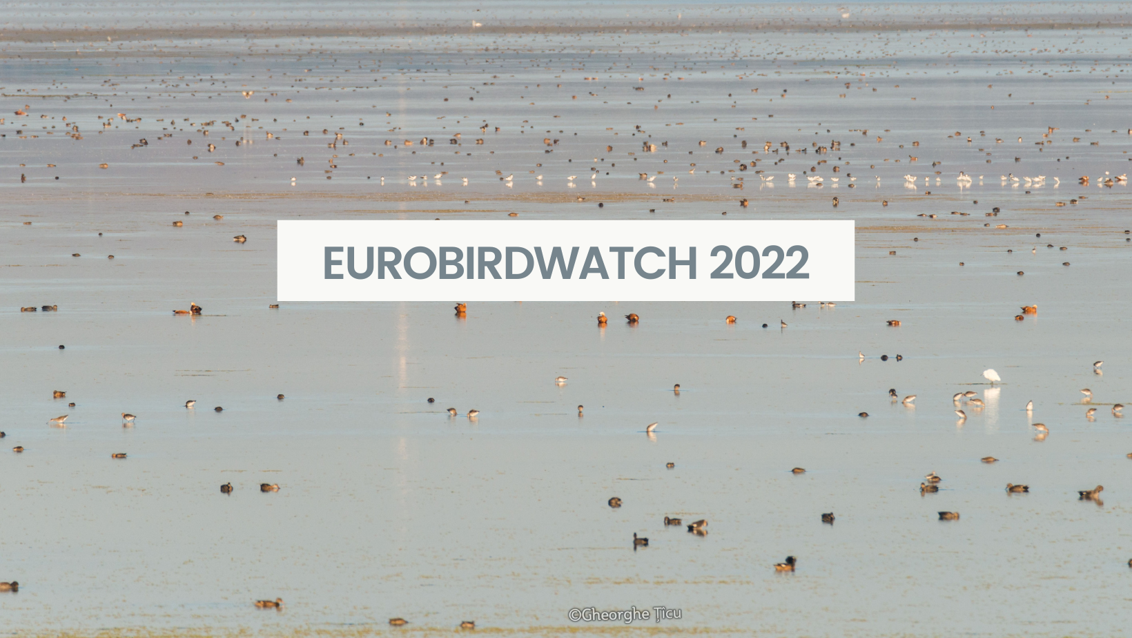 Eurobirdwatch 2022 – vreme perfectă pentru păsărit