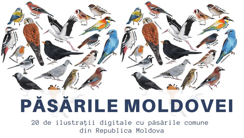 Păsările Moldovei – ilustrații digitale