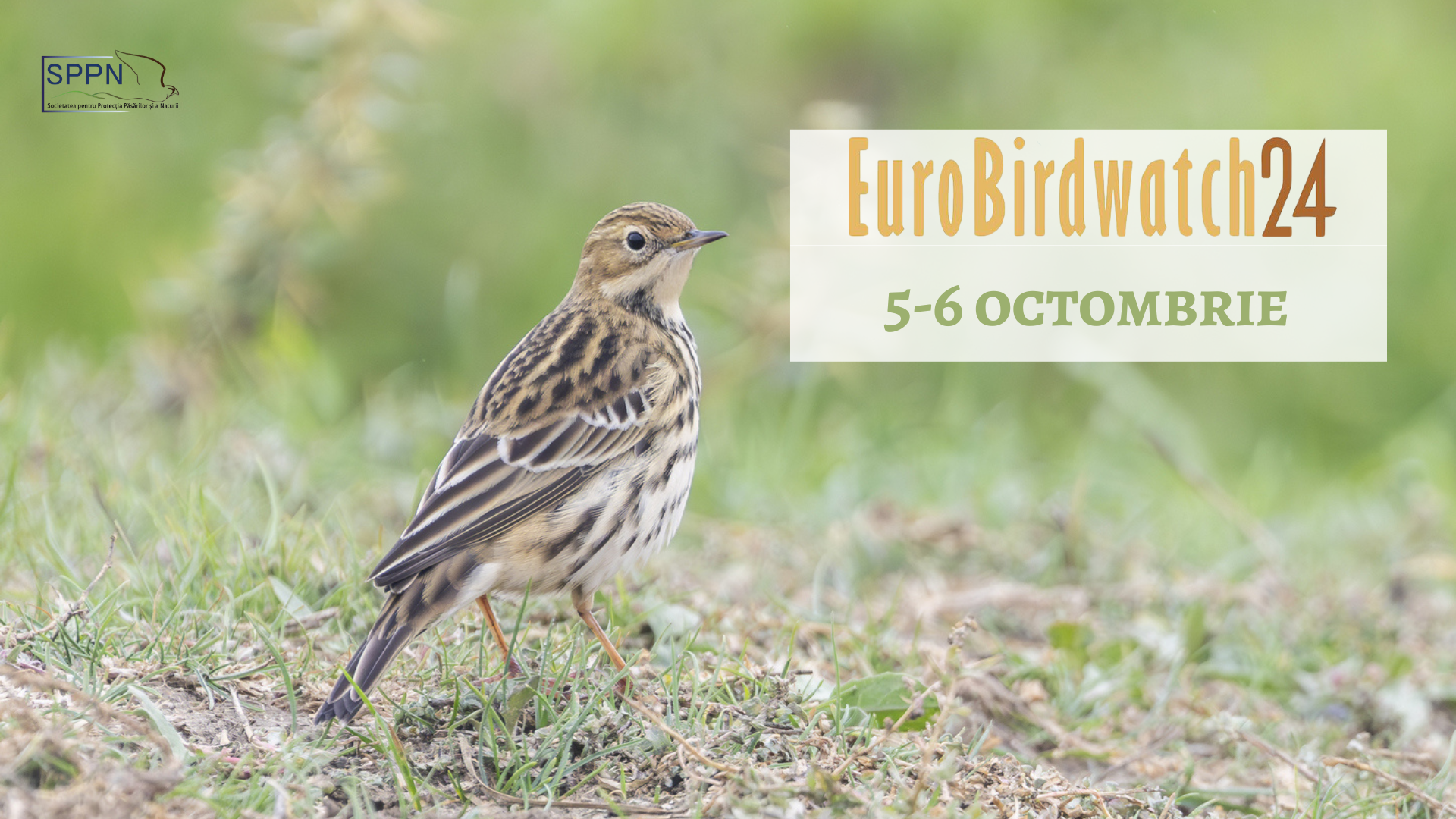 Ce păsări am văzut de Eurobirdwatch 2024